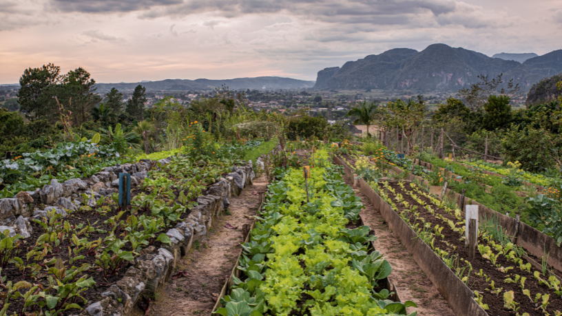 Agropecuária Grama Roxa Ltda