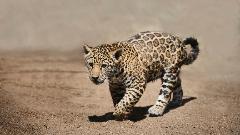 Wilson Bachega Junior
