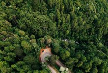 Vista aérea de uma floresta verde atravessada por uma estrada sinuosa em área montanhosa.