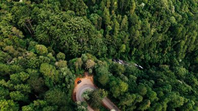 Vista aérea de uma floresta verde atravessada por uma estrada sinuosa em área montanhosa.
